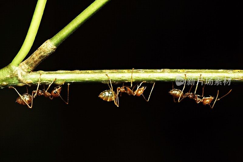靠近3蚂蚁在绿色的树枝(黑色背景