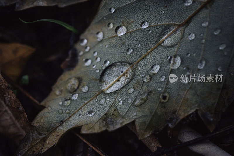 露珠落在落叶上