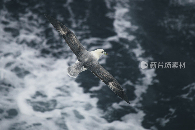 北方管鼻鸟出海