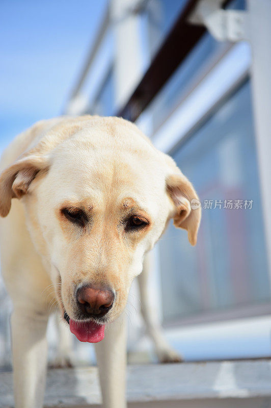 一条船上的拉布拉多寻回犬