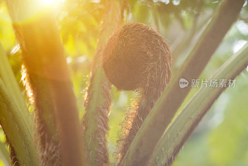 一种树蕨，幼叶螺旋形。Cyatheales