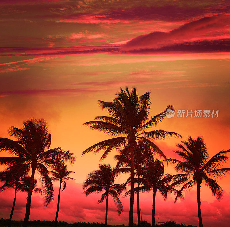 迈阿密海滩，南海滩，日落棕榈树，佛罗里达