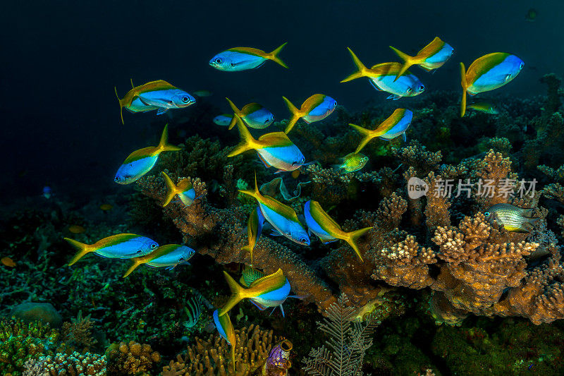 印度尼西亚摩鹿加岛外礁蓝鳍鱼团表演