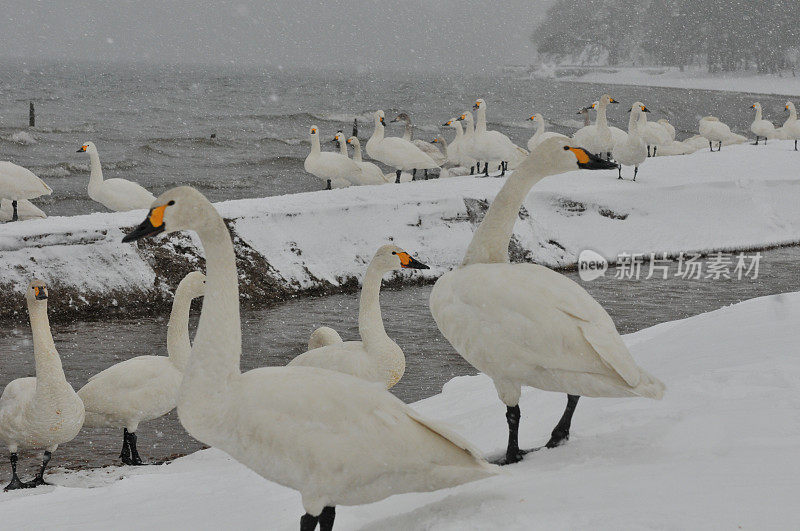 福岛县稻川湖大雪下的候鸟