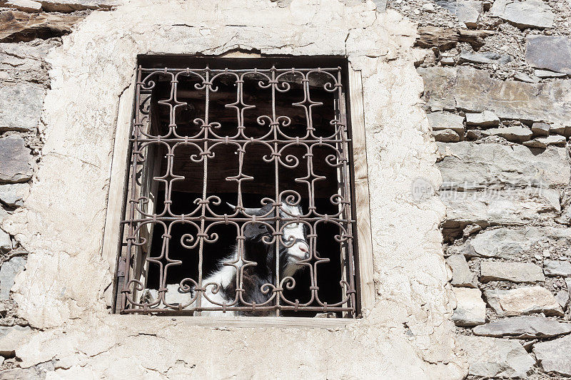 一只山羊在摩洛哥窗框后面望向窗外。