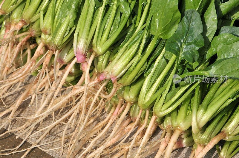 新鲜菠菜在中国市场销售