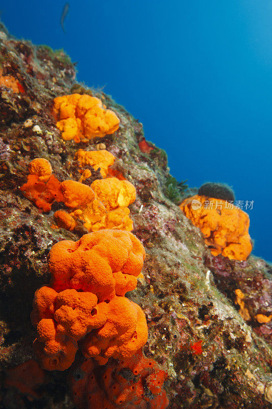 海洋生物水下呼吸器潜水员视角地中海