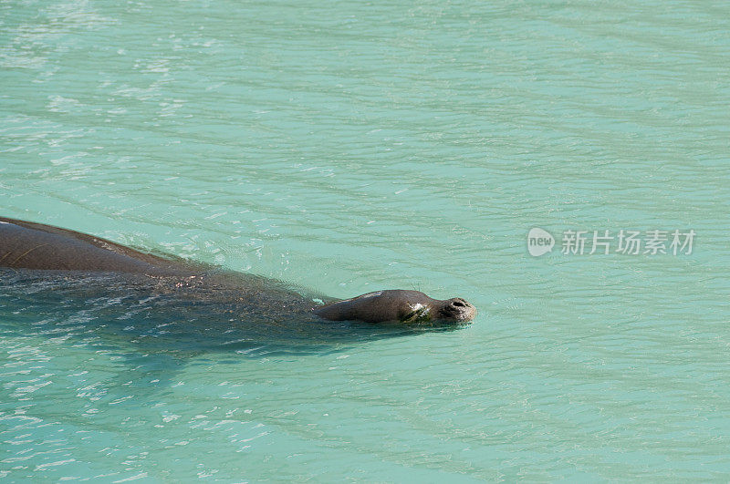 僧海豹