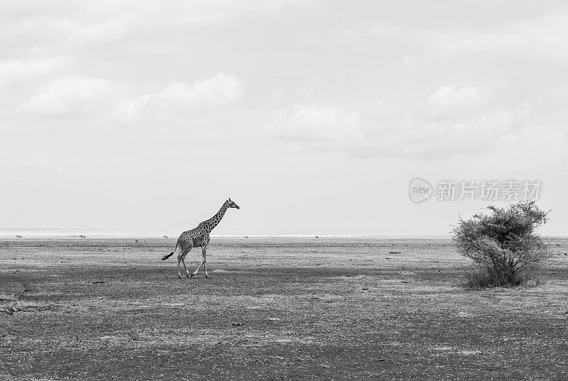 长颈鹿行走，非洲动物，坦桑尼亚，曼雅拉湖