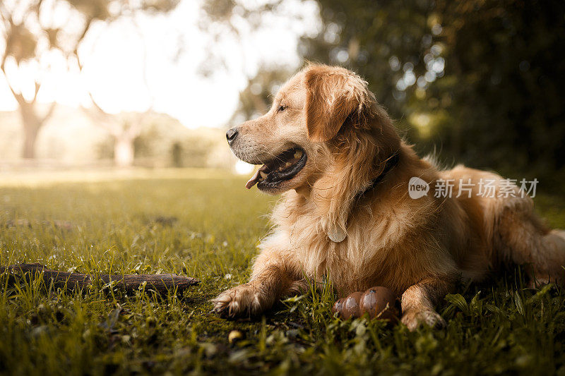 金毛寻回犬的肖像