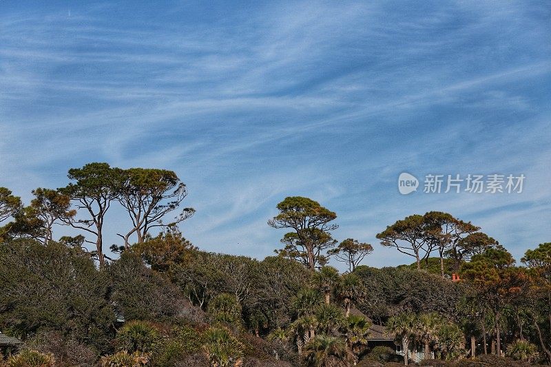 火炬松沿着南卡罗来纳海岸林区