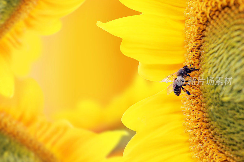蜜蜂在向日葵上采集花粉