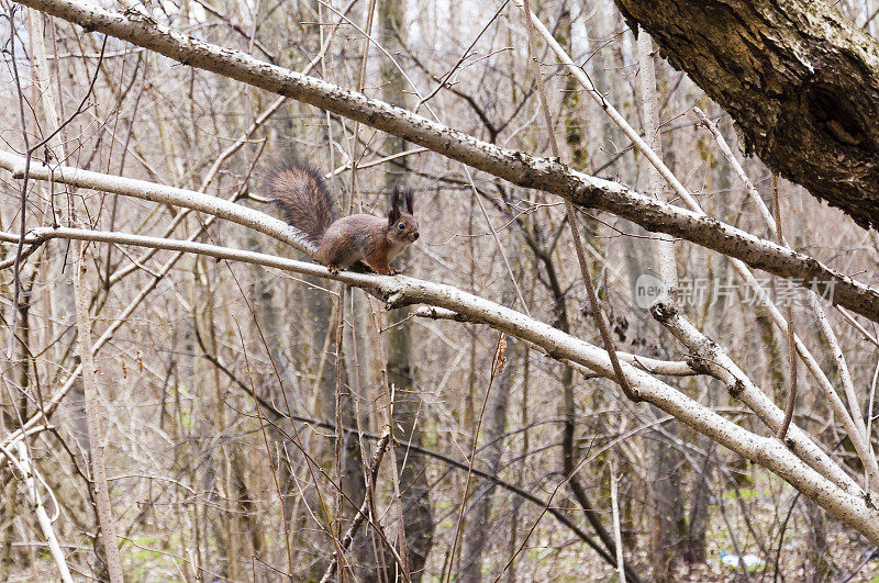 欧洲松鼠坐在早春森林的树枝上