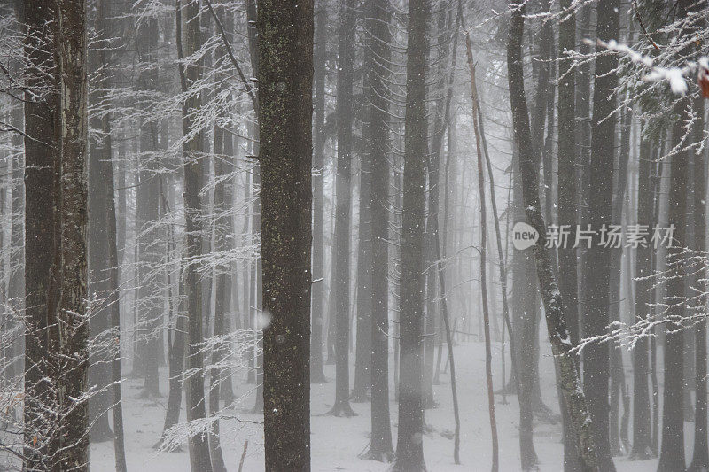 树干在雾和雪中