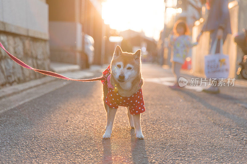 日本柴犬散步