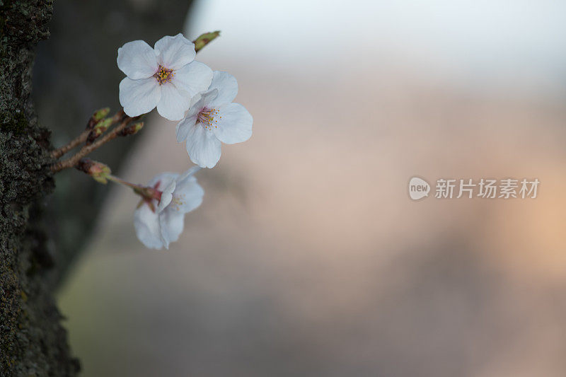 樱花盛开