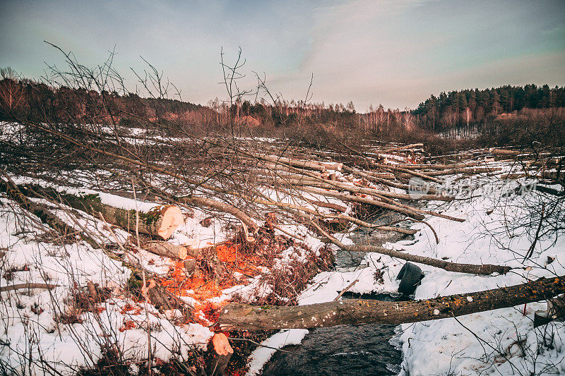 冬天，折叠的树躺在小溪里。橙色的木屑和剃须刀