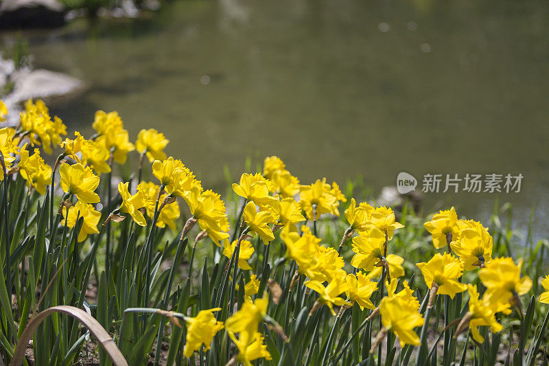 河边的水仙花。