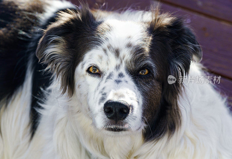 边境牧羊犬澳大利亚牧羊犬肖像