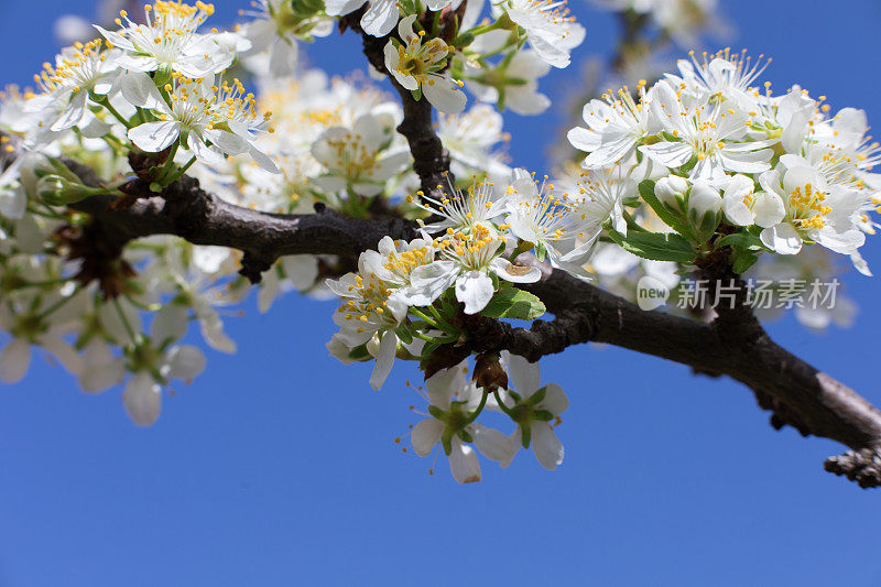 花园里一棵果树上盛开的白色花朵。近距离