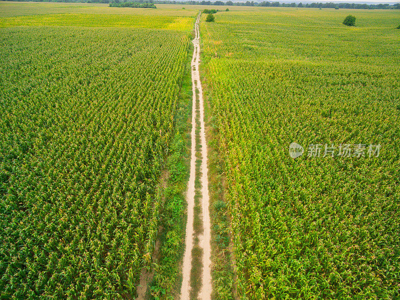 玉米地和乡村公路