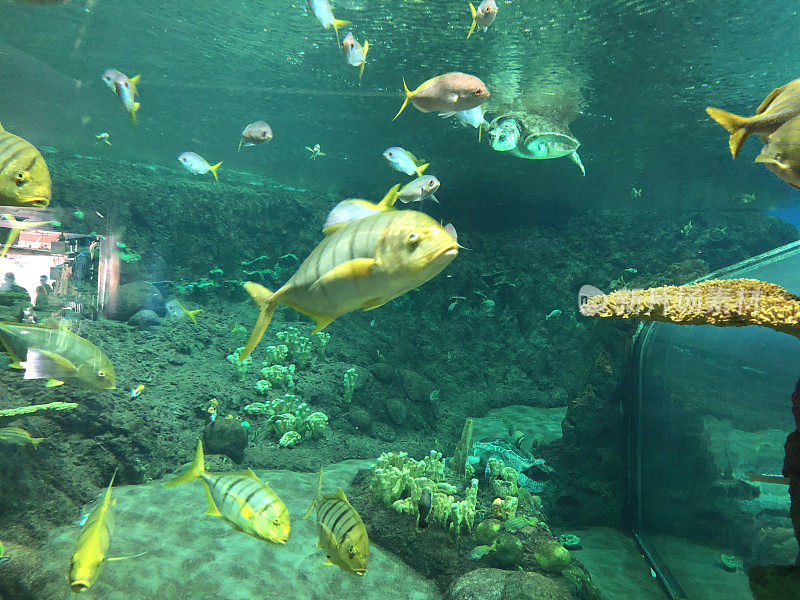 水族馆里的杰克鱼