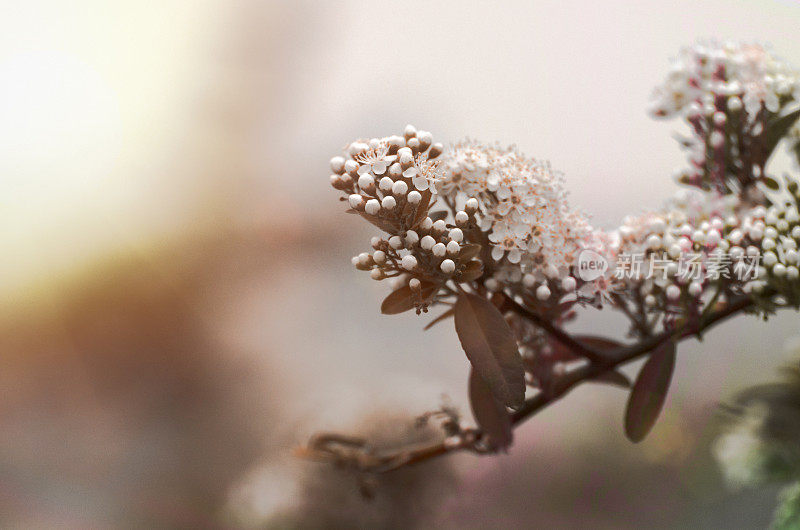 樱花樱花