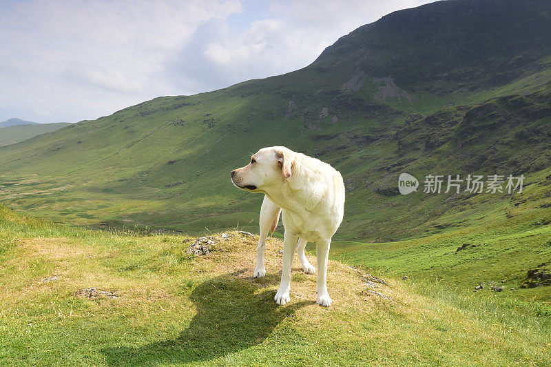 在湖区山区的拉布拉多寻回犬