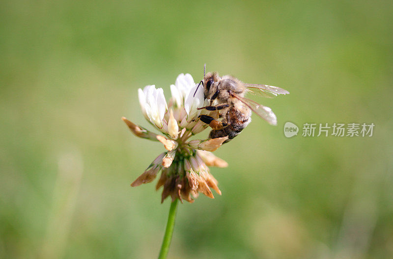 蜜蜂在花上采集花蜜