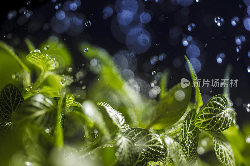 雨滴落在绿叶上