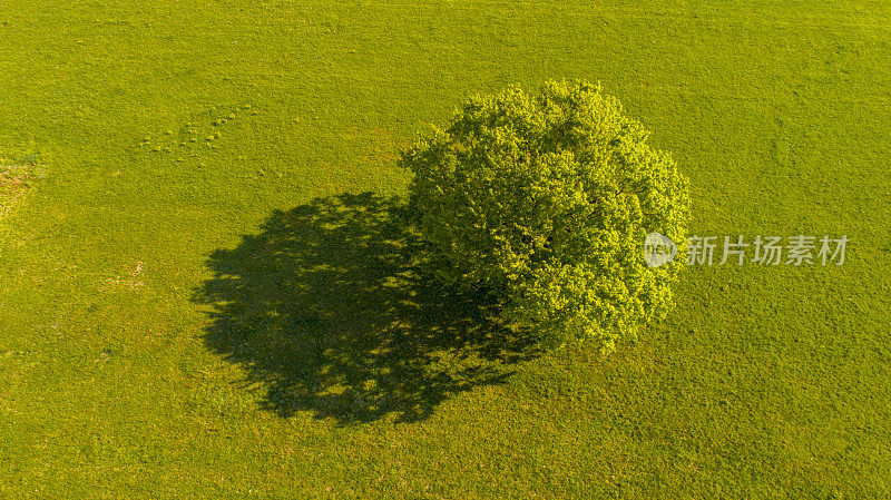 鸟瞰图草地上的绿树
