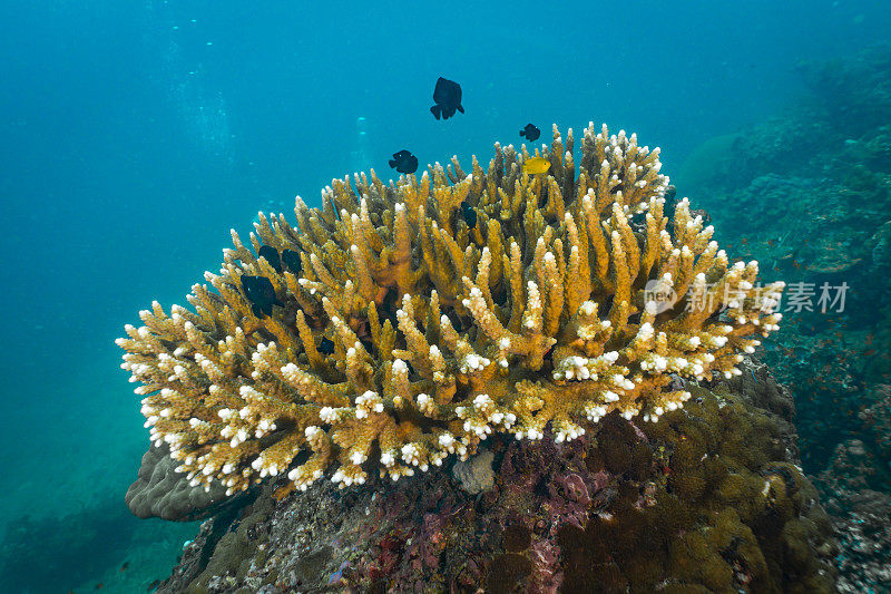 水下健康的鹿角(Acropora)珊瑚