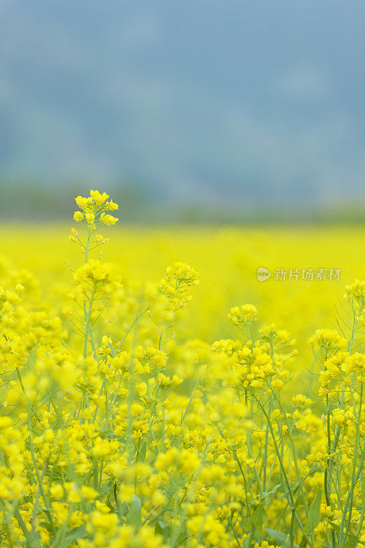 一片生机勃勃的黄色油菜花盛开的田野。日本长野县Iiyama