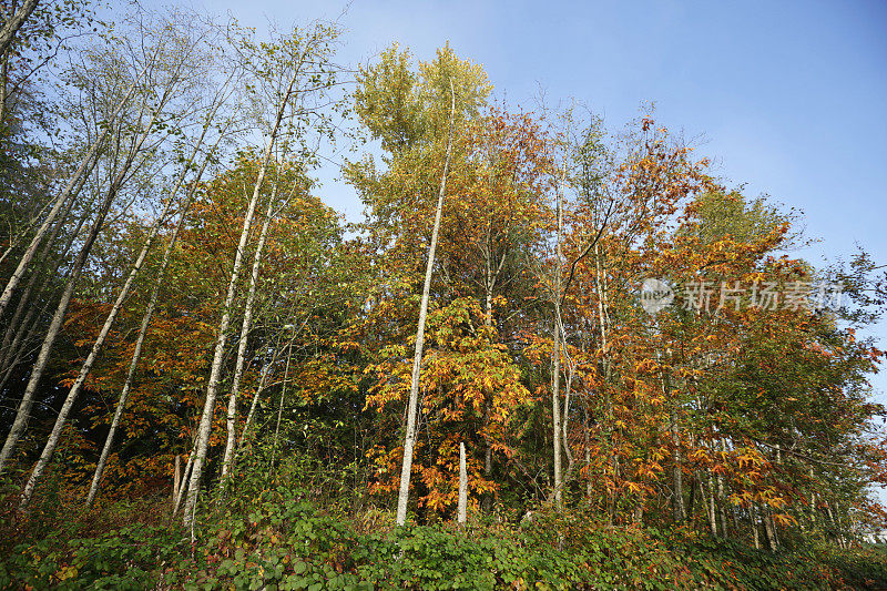 加拿大弗雷泽谷秋天的树木