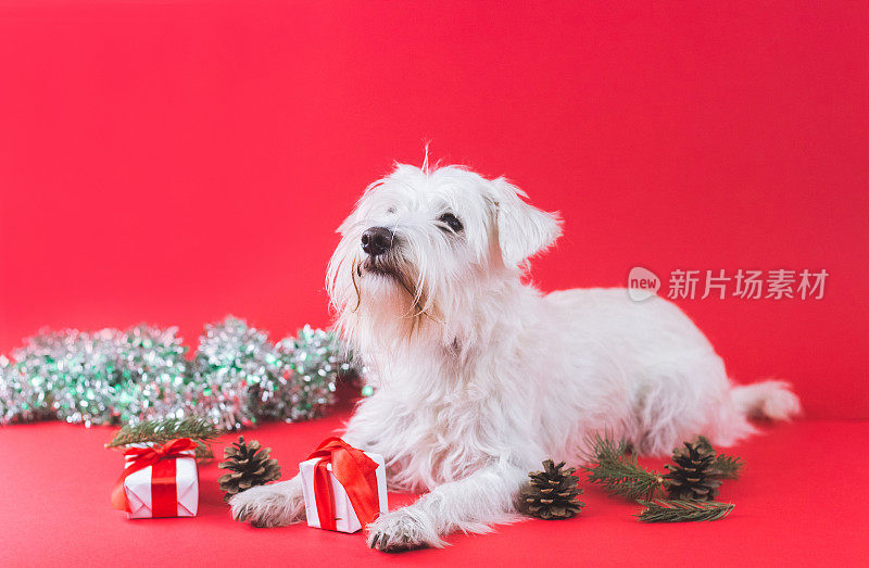 雪纳瑞犬圣诞节