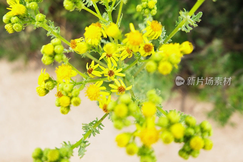 黄色的野花