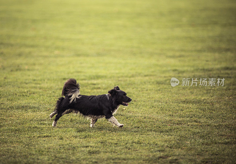 在草地上奔跑的狗。