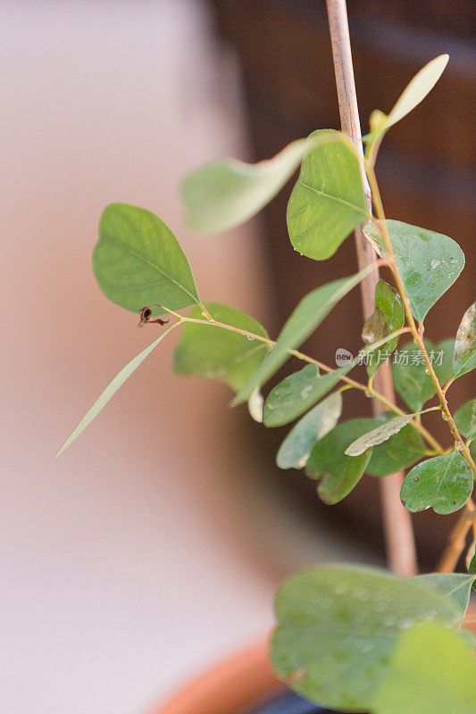 桉树“幸运的国家”植物