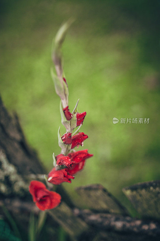 花，木栅栏的背景