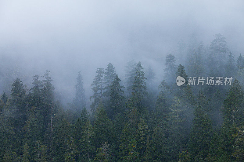 温哥华岛雾林