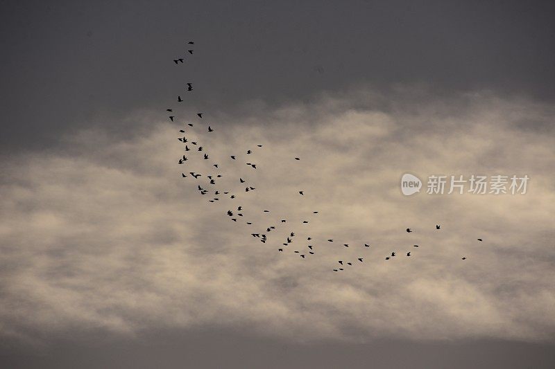 天空中有一群鸟