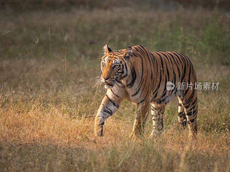 印度班德哈瓦国家公园，孟加拉虎在长草中行走