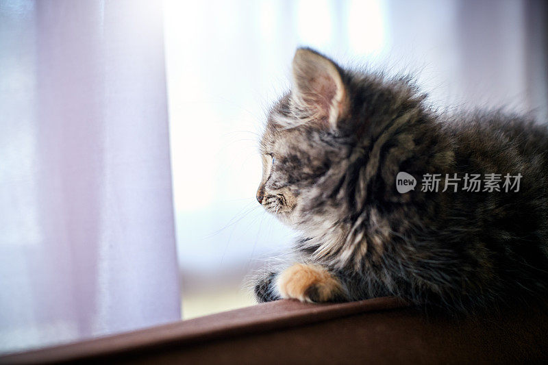 可爱的小猫放松着，看着窗外的阳光