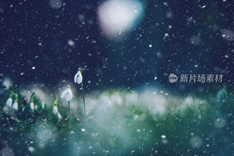雪花莲在晚雪