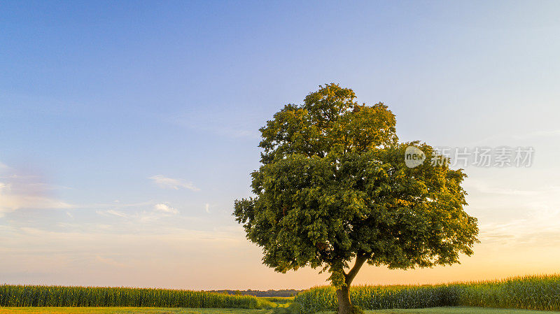 斯洛文尼亚普雷克穆里耶田间生长的一棵孤独的树