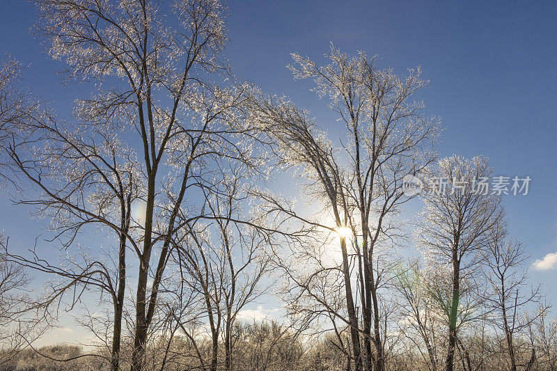 太阳从冰冷的，晶莹的树枝上升起。