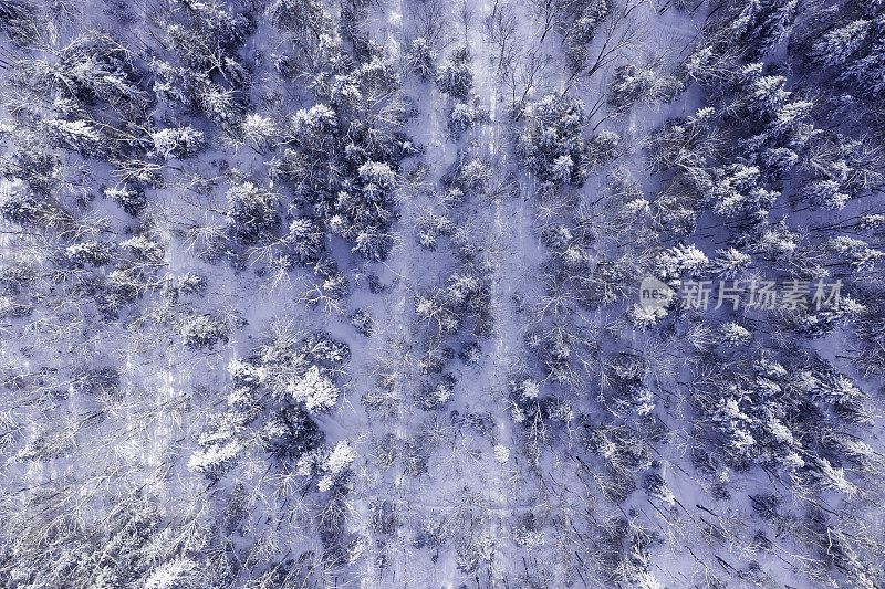 鸟瞰图北半球自然森林在冬季雪灾后，魁北克，加拿大