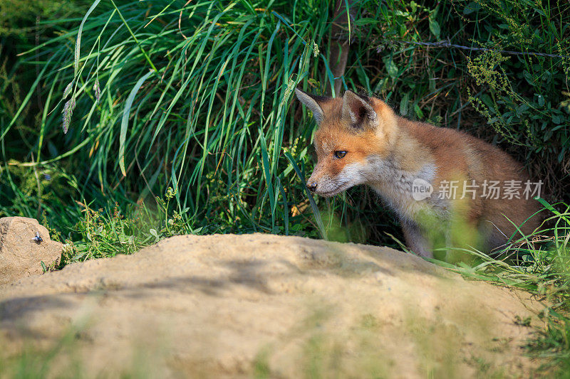 小红狐狸