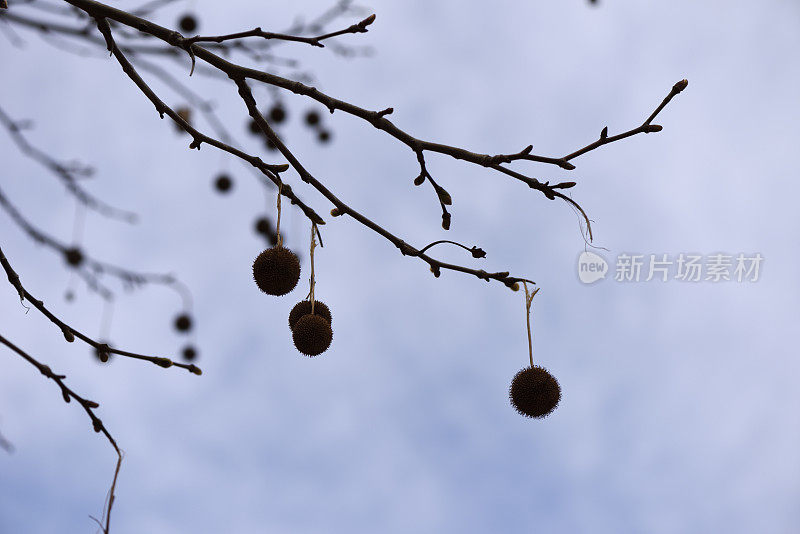 在多云的天空下，梧桐树种子球的剪影