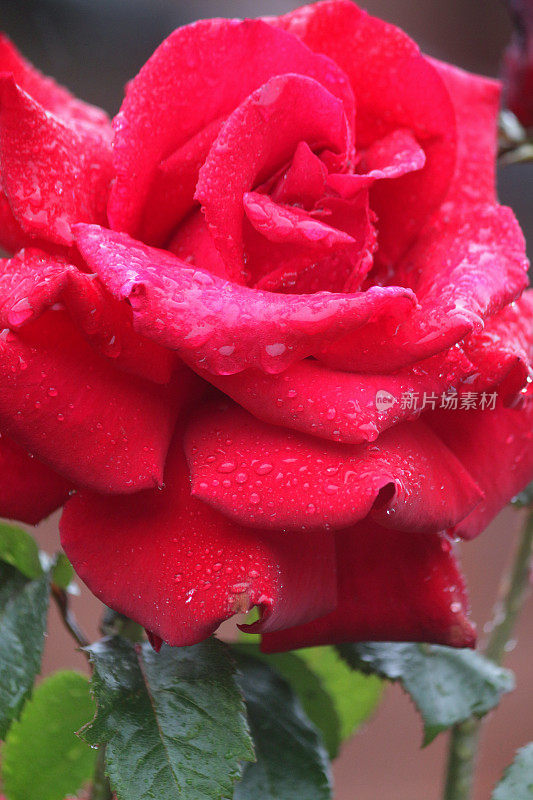 鲜花红玫瑰与水滴生长在花园雨露，芳香的红玫瑰灌木花蕾，花瓣与模糊的园艺背景，浪漫的束玫瑰花瓶，情人节，插花，婚礼花束